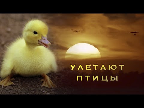 Видео: Улетают птицы - Наталия Лансере - детская песня - клип / children's song - birds fly away