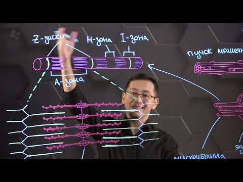 Видео: Строение поперечно-полосатой мышечной ткани.  Структура миофибрилл. 10 класс.