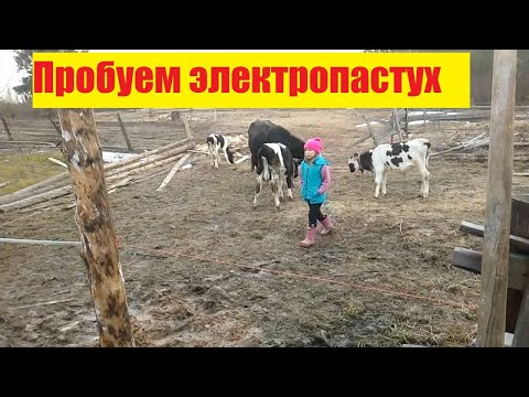 Видео: Установка электропастуха! Как ведут себя коровы и телята в электроизгороди! Вылупление утят!