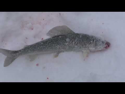 Видео: РЫБАЛКА на таежной речке в феврале / ХАРИУС совершенно не давал скучать