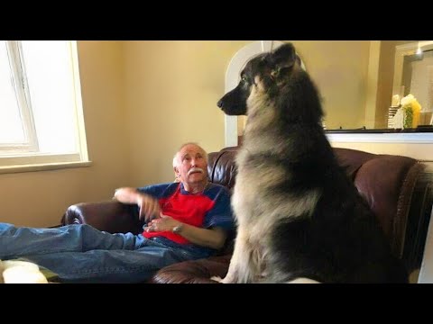 Видео: Собаки и хозяева, которые полностью потеряли контроль над собой 😁 Смешные видео с собаками и людьми