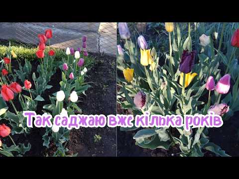 Видео: Як і коли садити тюльпани восени