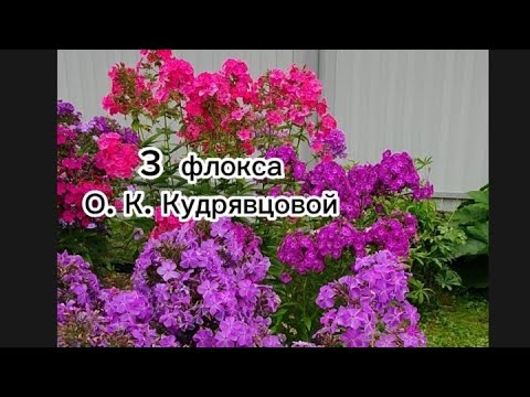 Видео: Флоксы  О. Кудрявцевой Птица Сирин, Пурпурный бархат и Фаина Раневская в моей коллекции