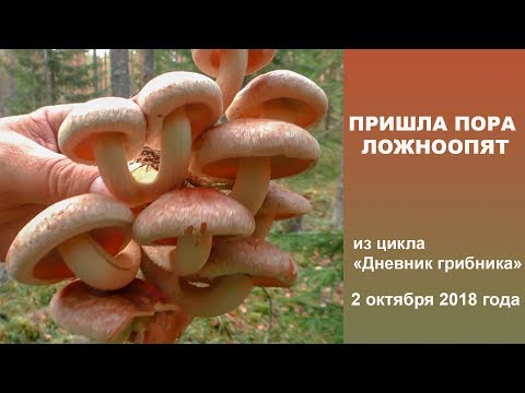 Видео: Пришла пора ложноопят. Дневник грибника 2 октября 2018 года.