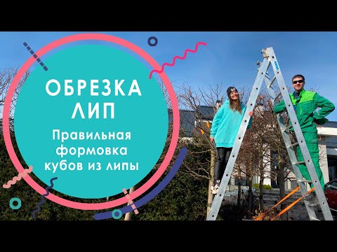 Видео: Обрезка лип. Правильная формирующая обрезка аллеи из лип кубами. Секреты идеальной обрезки