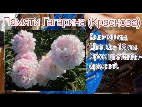 Видео: Пионы от Ворошиловой А.Б. Распаковка 2023!