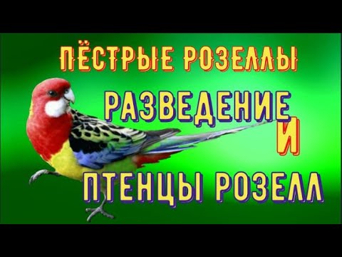 Видео: пёстрые розеллы/разведение розелл/кормление и птенцы розелл