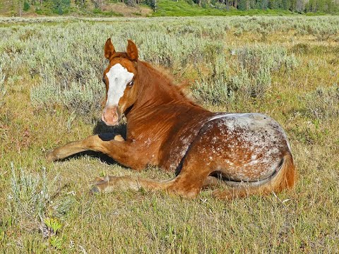 Видео: ПОЛНЫЙ ВСАДНИК • АППАЛОЗА