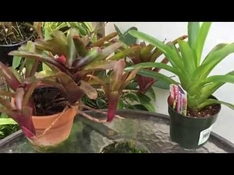 Видео: ВЫРАЩИВАНИЕ БРОМЕЛИАД ИЗ СЕМЯН. КАК ПОСЕЯТЬ СЕМЕНА БРОМЕЛИАД
