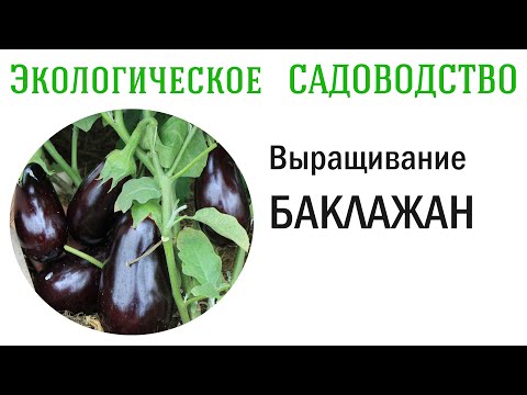 Видео: Выращивание БАКЛАЖАН (от А до Я). Видеолекция