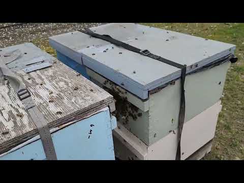 Видео: 5 марта комплексная обработка пчел и прокормка