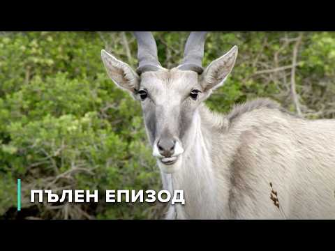 Видео: Де Хооп: Убежище за застрашени животни | Скритите царства на Африка 105