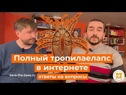 Видео: Полный тропилаелапс в интернете. Ответы на вопросы про тропи, запрет и карантин.