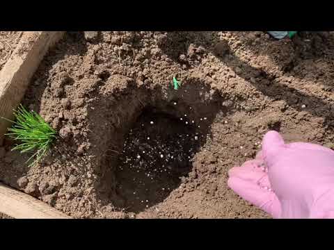 Видео: Дачный влог 23 апреля.