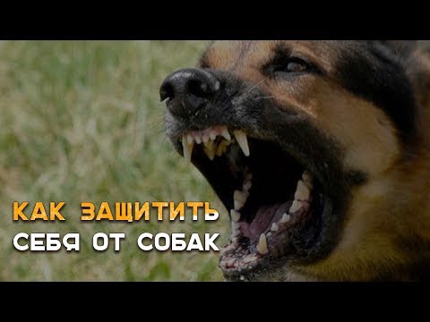 Видео: Защита от бродячих собак | Наука Побеждать