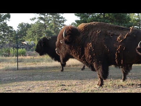 Видео: Эпизод 199 — Полезные советы начинающему бизоноводу | Здоровье бизонов