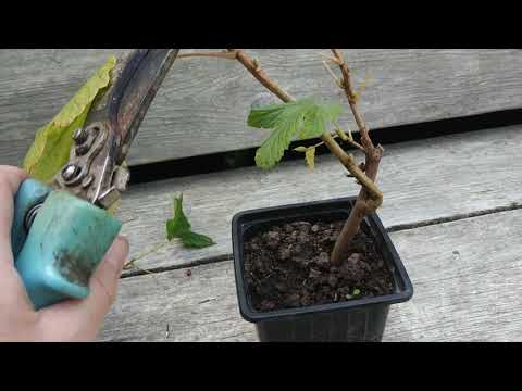 Видео: Как обрезать однолетние куст черной смородины осенью?