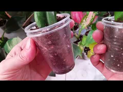 Видео: Излишки комнатных растений на 10.11.25. #комнатные растения ☘️☘️☘️ #бегонии, алоказия, филодендрон