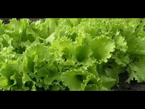 Видео: ЧТО МОЖНО ПОСЕЯТЬ В НЕОТАПЛИВАЕМОЙ ТЕПЛИЦЕ СЕЙЧАС, В МАРТЕ  Видеоурок Ольги Черновой 11 марта 2017 г