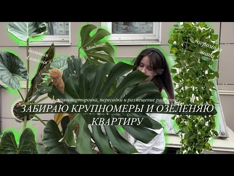 Видео: Забрала большие Растения для дома | перевожу, пересаживаю, размещаю