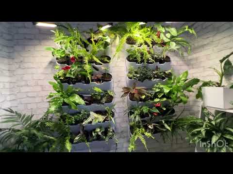 Видео: Обзор моей зелёной комнаты . Фитостена