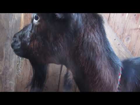 Видео: Несколько способов помочь козе при остановке рубца.