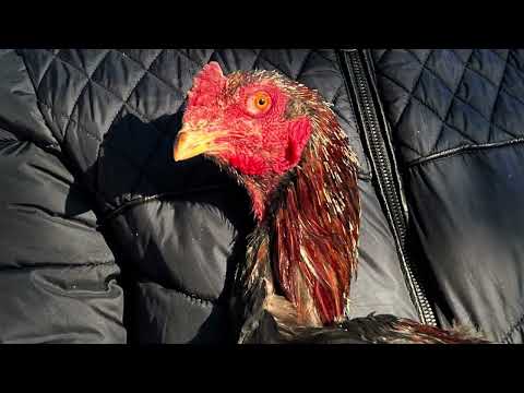 Видео: Наши детки Шамо покидают родной дом и едут в Санкт-Петербург.