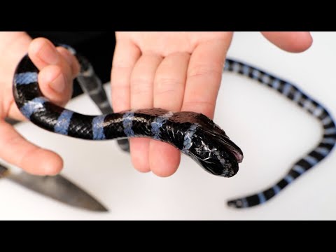 Видео: Смерть при укусе. Я поймал и съел слишком опасную морскую змею.