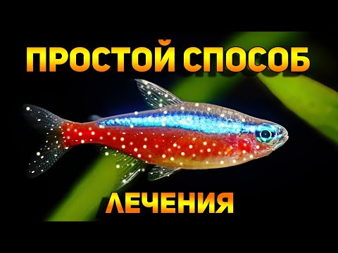 Видео: Лечение манки у рыб в общем аквариуме с растениями! Ихтиофтириоз белые точки на рыбках!