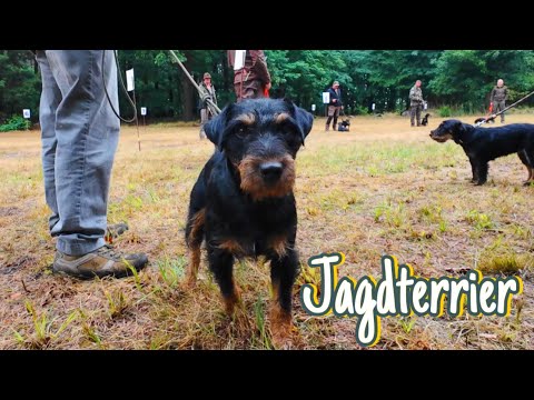 Видео: Попал на встречу любителей ягдтерьеров в Германии | Немецкий охотничий терьер и не только.