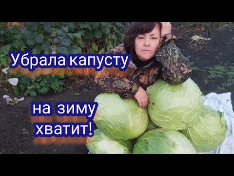 Видео: Убираю капусту. Что выросло . Гибриды Мегатон и Агрессор.