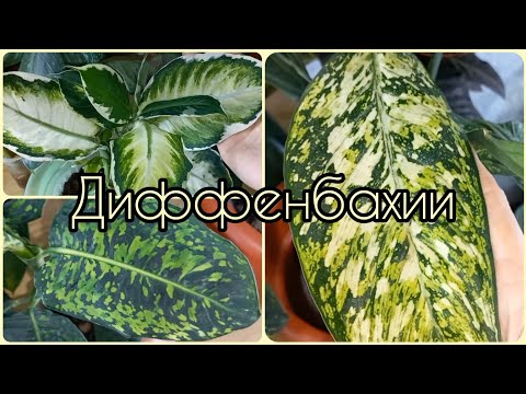 Видео: ДИФФЕНБАХИИ🌱Обзор моей скромной, но яркой коллекции🌸Кул Бьюти🌱Рефлектор🌸Везувий🌱Комнатные растения🌸