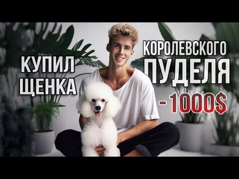 Видео: МЫ КУПИЛИ СОБАКУ 🆘🐩 ПЕРВЫЙ ДЕНЬ ЩЕНКА В ДОМЕ 🩵 КОРОЛЕВСКИЙ ПУДЕЛЬ ЭСМИ