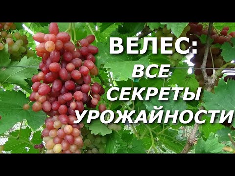 Видео: СЕКРЕТЫ УРОЖАЙНОСТИ ВИНОГРАДА ВЕЛЕС