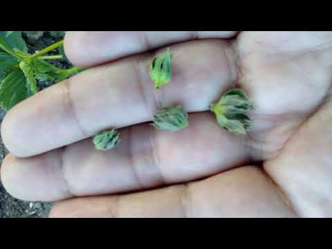 Видео: Долгоносик на клубнике. Чем он опасен для клубники? 1 часть.