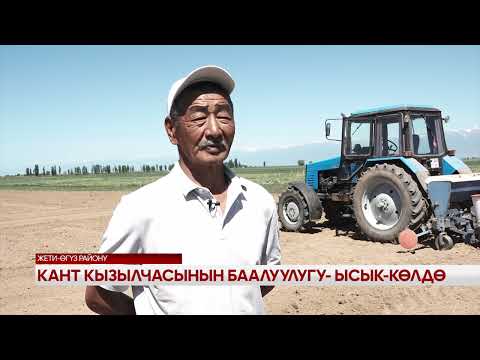 Видео: Кант кызылчасынын баалуулугу - Ысык-Көлдө