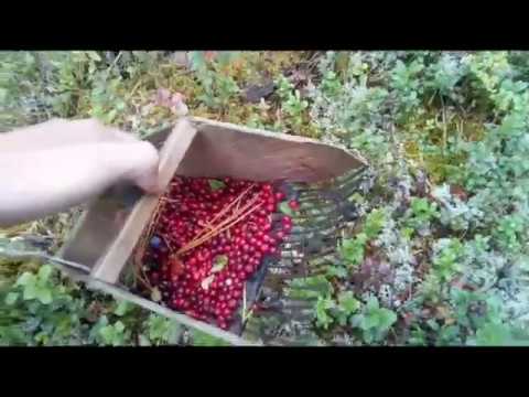 Видео: Рыбалка в Северо Енисейске, Красноярский  край. часть 2