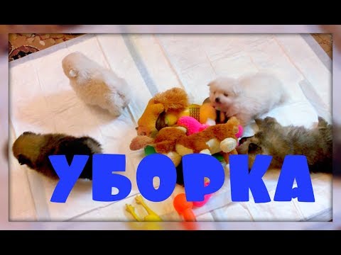 Видео: УБОРКА В ВОЛЬЕРЕ!!!