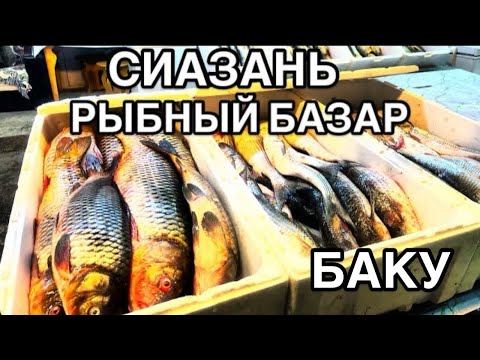 Видео: 🔥SİYAZAN BALİQ BAZARI.ОСЕТРИНА,БЕЛУГА,ИКРА.ЦЕНЫ НА БАЗАРЕ ? #azerbaycan#yummyfood#delicious#обзор#