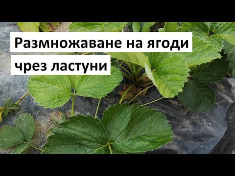 Видео: Размножаване на ягоди чрез ластуни