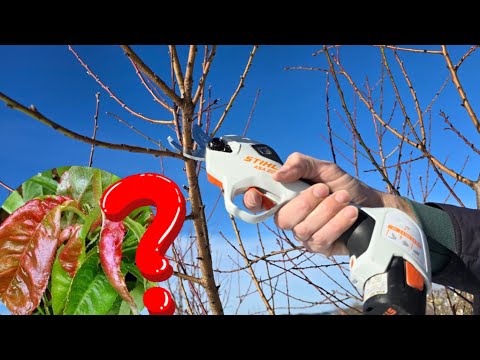 Видео: Когда и как обрезать персик? Защита от курчавости листьев!