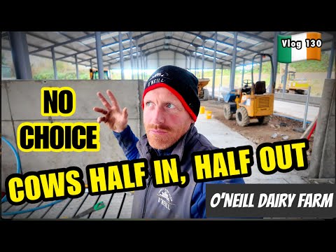 Видео: Коровы пришли, но хлев не готов! Тракторный ураган и свекла прибыли.