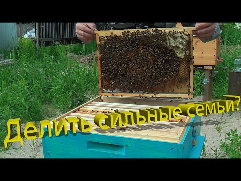 Видео: Профессор Кашковский: Делить средние или максимальные семьи?