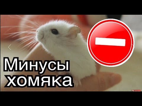 Видео: Минусы содержания хомяка. Вся правда о джунгарских хомяках