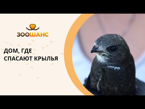 Видео: Птичкин дом: как Юля спасает стрижей и летучих мышей