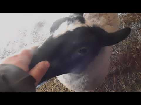 Видео: Романовские овцы рацион кормления на круглый год!