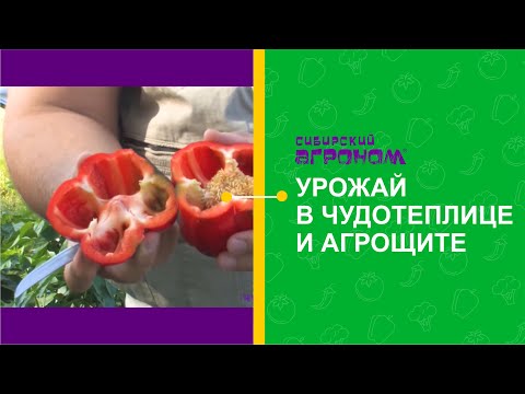 Видео: Финал эксперимента с Чудотеплицей и Агрощитом!