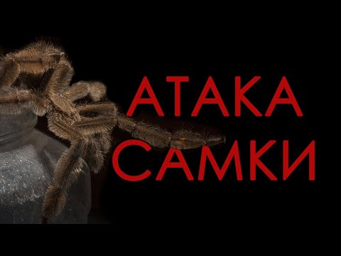 Видео: ВНЕЗАПНАЯ АТАКА САМКИ! Спаривание птицеедов Psalmopoeus irminia: эпилог
