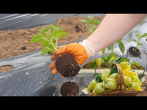Видео: Как вырастить рассаду перца? Важно знать правильные условия!