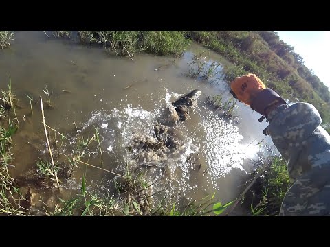 Видео: РЫБАЛКА С РОГАТКОЙ В КАЗАХСТАНЕ, КРУПНЫЙ ЗМЕЕГОЛОВ РЕЖЕТ РУКУ